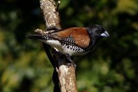 Black-and-white Mannikin - Spermestes bicolor