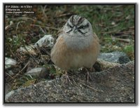 Rock Bunting - Emberiza cia