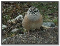 Rock Bunting - Emberiza cia