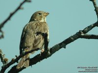 Corn Bunting - Emberiza calandra