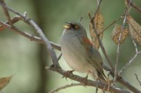 Yellow-eyed Junco - Junco phaeonotus