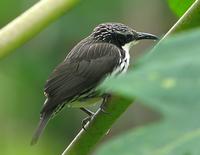 STRIPE-HEADED RHABDORNIS