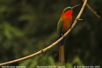 Red-throated Bee-eater (Merops bulocki)