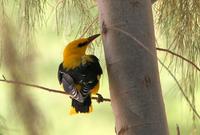 Golden Oriole