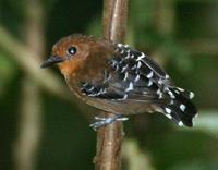 Scale-backed antbird (female)