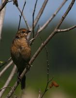 Rusty Blackbird   Female