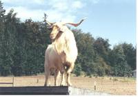 Cashmere Goat