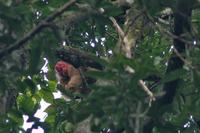 White Uakari Monkey