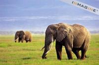 African Elephants (Loxodonta africana) photo