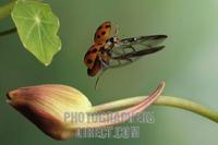 Asian lady beetle ( Harmonia axyridis ) stock photo