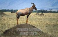 Topi , Damaliscus lunatus jimela , looking over the grassland plains from a termite mound , Maas...