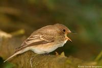 Spotted Flycatcher Muscicapa striata