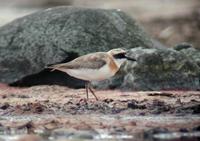 Greater Sand Plover (Charadius leschenaultii)