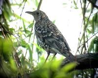 White's Thrush