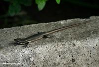 Skink