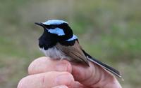 Malurus cyaneus Superb Fairy-wren male