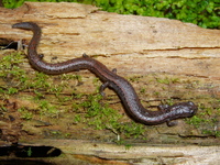 : Batrachoseps gregarius; Gregarious Slender Salamander