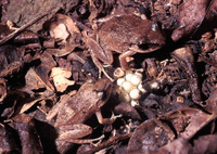 : Eleutherodactylus antillensis; Coqui Churi