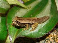 : Gastrotheca dunni; Dunn's Marsupial Frog