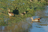 : Alopochen aegyptiacus; Egyptian Goose