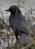 : Euphagus cyanocephalus; Brewer's Blackbird