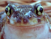 : Scaphiopus holbrookii holbrookii; Eastern Spadefoot