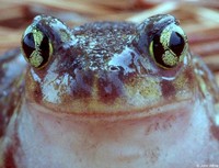 : Scaphiopus holbrookii holbrookii; Eastern Spadefoot