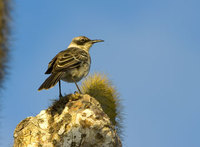 : Nesomimus parvulus; Galapagos mockingbird