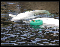 : Delphinapterus leucas; Beluga Whale