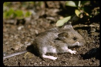 : Peromyscus maniculatus; Deer Mouse