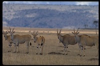 : Taurotragus oryx; Cape Eland