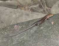 : Carlia rhomboidalis
