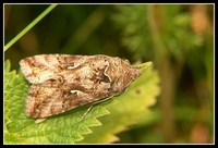 : Autographa gamma