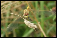 : Sympetrum fonscollombii