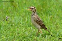 Richard's Pipit Scientific name - Anthus novaeseelandiae