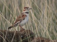 Mongolian Lark. (little) Khar us nuur, 3 June.