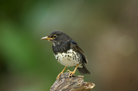 Turdus cardis -- Japanese Grey Thrush  烏灰鶇