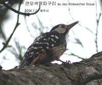 큰오색딱따구리의 구애 Courtship of White-b...