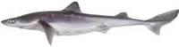 Whitespotted Dogfish - Squalus acanthias