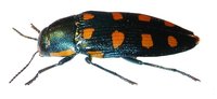 Buprestis octoguttata