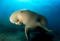 Photo: Dugong under water