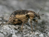Donus zoilus - Clover Leaf Weevil