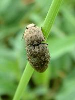 Agrypnus murinus