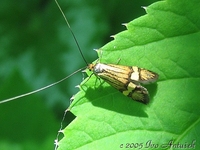 Nemophora degeerella