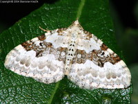 Xanthorhoe montanata - Silver-ground Carpet