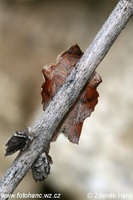 Phyllodesma tremulifolia