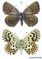 Scolitantides orion - Chequered Blue