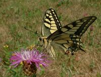 Papilio machaon - Old World Swallowtail