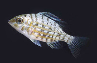 Lethrinus ornatus, Ornate emperor: fisheries