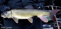 Moxostoma carinatum, River redhorse: gamefish